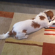 Illustration for article titled Daily Squee: Theres A Dog In The Office!-Now with Picture!